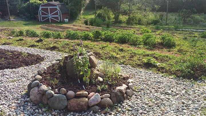 Community Garden (Hampshire Street)