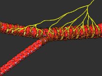 Biology Seminar: The Selective Innervation of Arteries and Veins: Does it Matter?