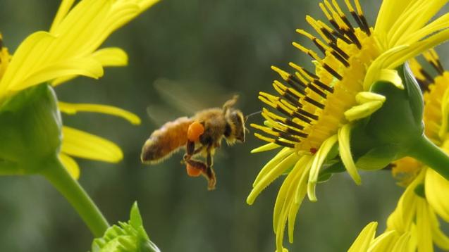 Bee Helpful