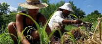 Organic Farming, Undergraduate Experiential Learning, and Beginner Farmer Education at MSU