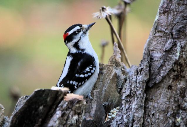 02162024 CALL Event: Bird Banding Basics