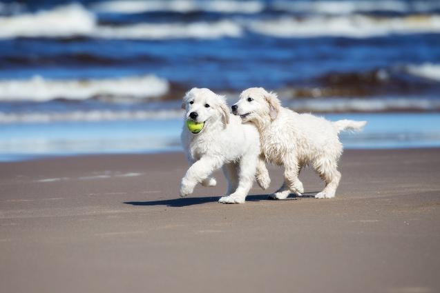 Mathematics & Statistics Colloquium: Do Dogs Know Calculus?