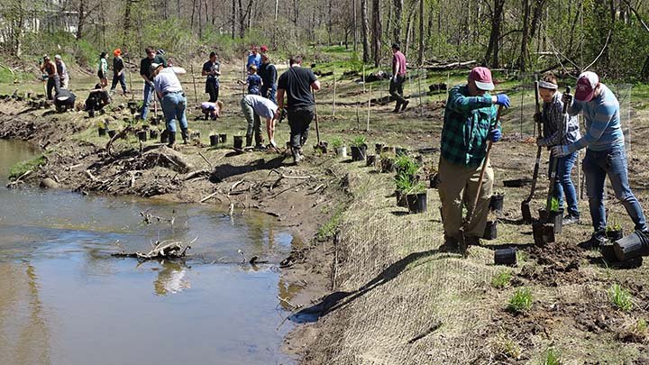 About a dozen people with shovels and plants are working outside near a river.