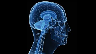 Internal outline of human head with brain, skull and spinal cord.