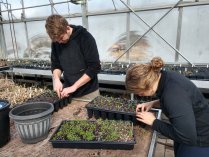 Volunteers planting native speicies.