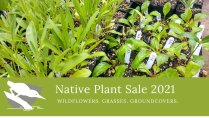 Native Plant Sale