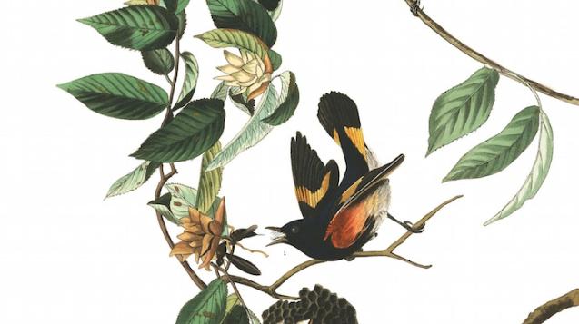 John James Audubon