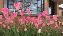 pink tulips