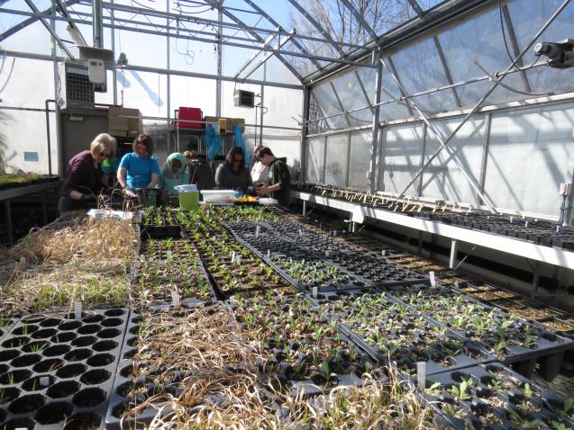 Greenhouse Volunteer Workday