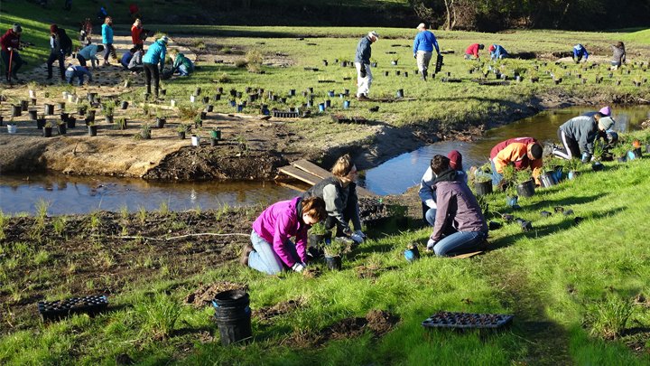 More than a dozen people are planting trees/plants along a restored creek.