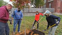 A group of people plants an oak tree outside.