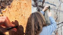 A hand hammers a metal stamp into a tree trunk (left) and a cement structure (right)