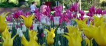 Tulip Bulb Sale