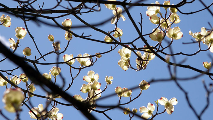 Blooms at the Calvin Ecosystem Preserve